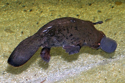 A Platypus