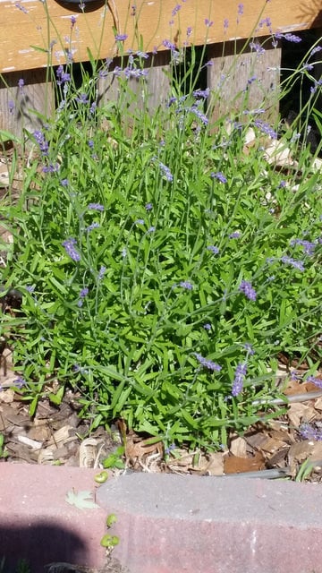 Lavender in early summer just starting to flower.  Note the mounding habit of the plant.