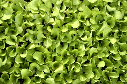 Lettuce and greens are allowed food items on the ketogenic diet plan