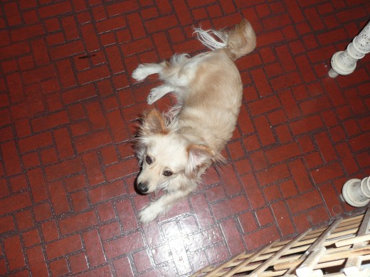 Sparky: A rescued Bajan Dog
