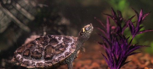 Reptiles & Amphibians