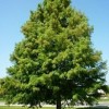 Bald Cypress is State Tree of Louisiana