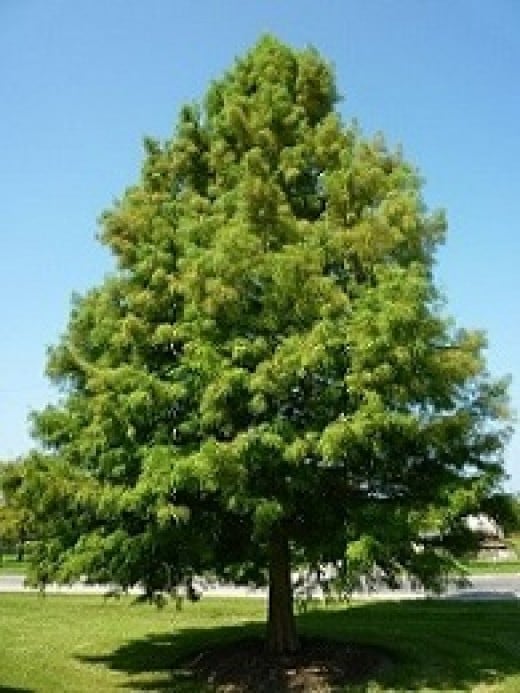 Louisiana State Tree