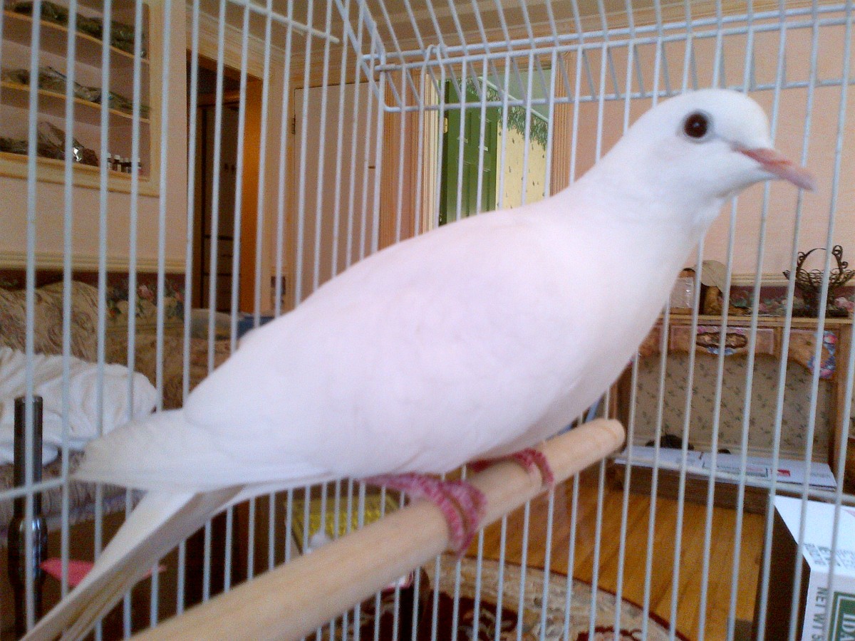Do White Java Doves Make Good Pets? PetHelpful