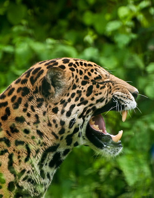 Nikon D500: The Best Camera for Wildlife Photography