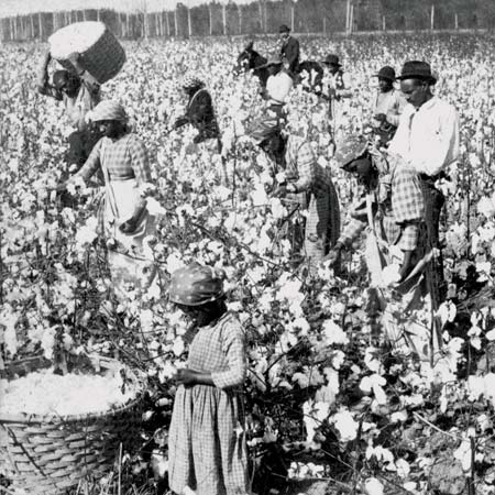 Slaves pick cotton in Georgia in the 19th century