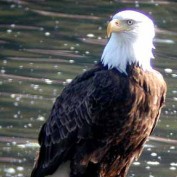 JScheid22 profile image