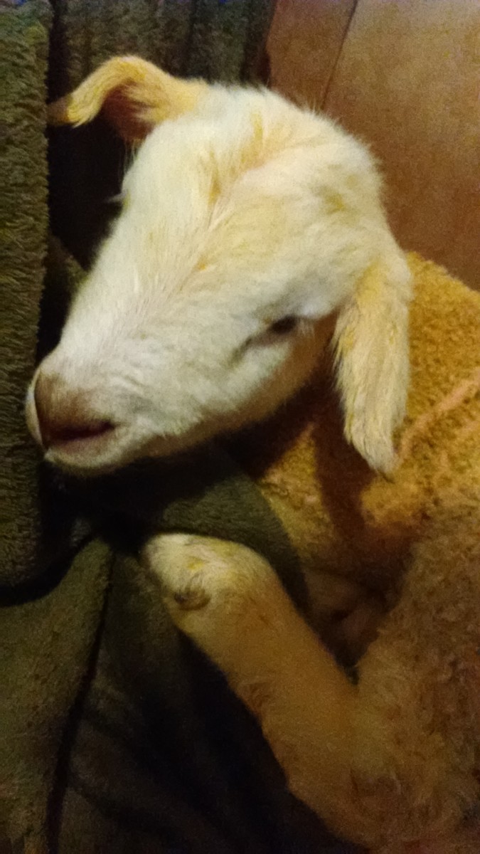 How to Save a Lamb that is Cold, Chilled, or has Hypothermia