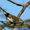 Mockingbirds and Their Excellent Mimicry of Sounds