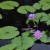 I loved seeing these beautiful water lilies in the pond.  This garden has some of the most outstanding I have ever seen.  