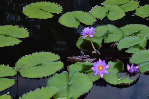 I loved seeing these beautiful water lilies in the pond.  This garden has some of the most outstanding I have ever seen.  
