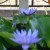 Beautiful water lilies. Beautiful water lilies.