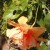 orange double Hibiscus orange double Hibiscus