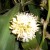 Flower of Dracaena fragrans, The perfume of this shrub is wonderful!!! Flower of Dracaena fragrans, The perfume of this shrub is wonderful!!!