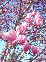 Tulip Tree
