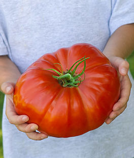 Will I grow a tomato such as this?