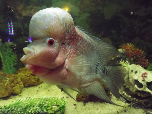 Bangkok Zoo has a fish with personality 