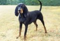 Dog Breeds 101- The Hound Pt2