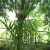 Fern Fern