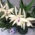More orchids More orchids
