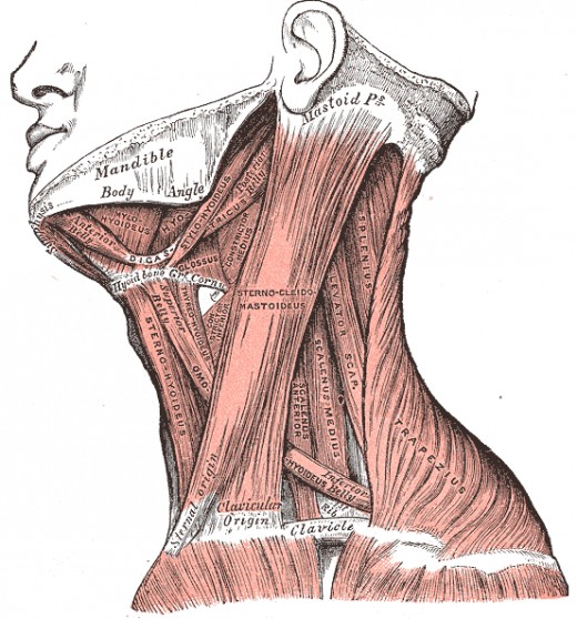 A drawing of the skeletal muscles of the neck.