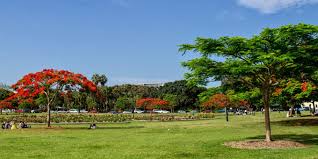 New Farm Park is a large garden with lots of open spaces, like the space you see in this photo, where you can walk on the lawn, in a cool sunny day, or walk under the trees if it is hot, as there are plenty of trees you can also walk near the river