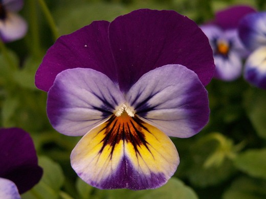 (photo in the public domain)