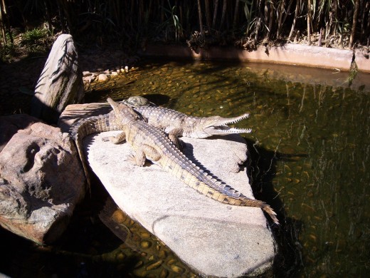 Freshwater crocodile, Adelaide Zoo