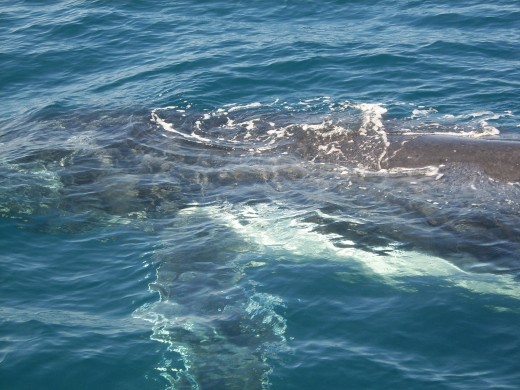 Humpback Whales, Exmouth, WA