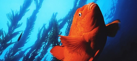 Garibaldi - The Garibaldi is the California state marine fish and is so bright that on clear days they can be seen from Laguna bluffs flashing through the water. Photo: Joseph Dovala
