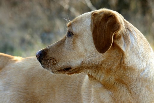 As dogs or other pets of ours age, we may begin to fear the loss of their company