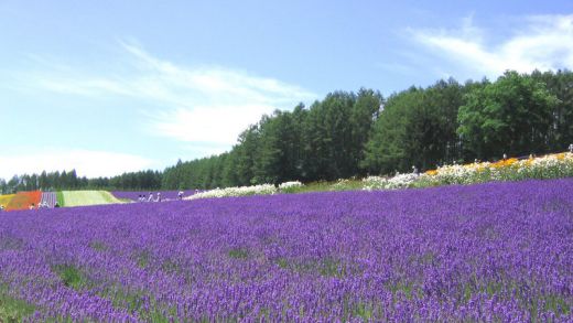 A farm growing lavender commercially
