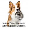 10 Human Foods Good For Dog With Diarrhea And Upset Stomach