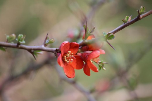 Image of a few orange flowers blossoming on a branch.