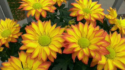 These little burst of sunshine grew well on my deck last summer and made me smile whenever I saw them.