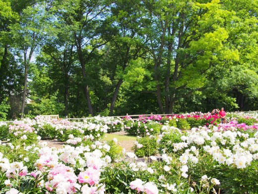 Nichols Arboretum Peony Garden