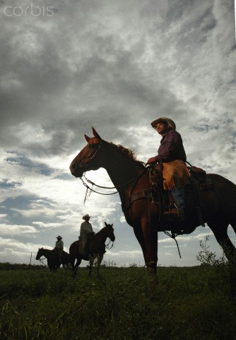  Riding herd on cows