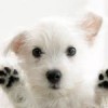 Skippydog profile image