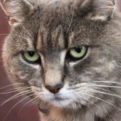 robert cattinson profile image
