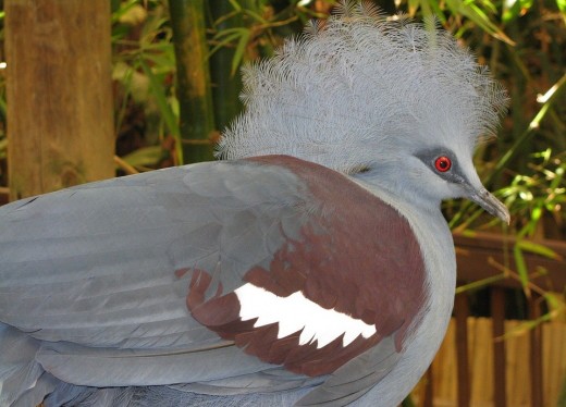 Crowned Pigeon photo by Pixabay