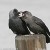 Jackdaws are very affectionate with family members.