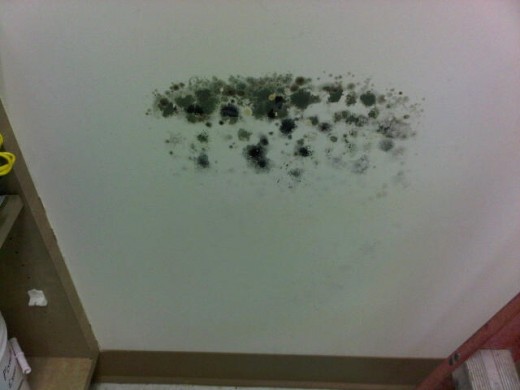 A portable microwave cart sat up against this wall.  Something had been spilled behind it but never cleaned up which allowed for mold growth.