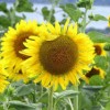 bellaumbria profile image