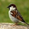 Sparrowlet profile image
