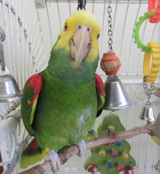 "Parrot's beak"? that name rings a bell. Or maybe it's just me ringing one of my bells. - Photo by George Sommers