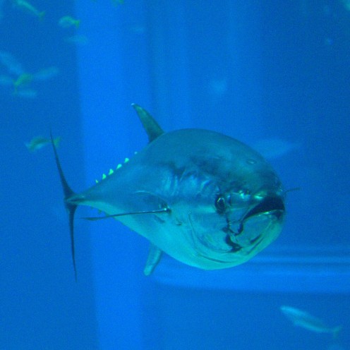Pacific Bluefin Tuna. Fish can make a flavorful substitute for some other ingredients.