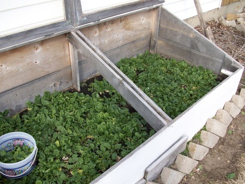 Spinach growing in a cold frame.
