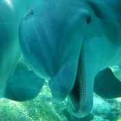 FloridaTraveller profile image