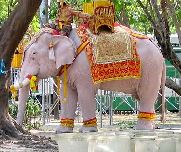 Captured female white elephant in Burma