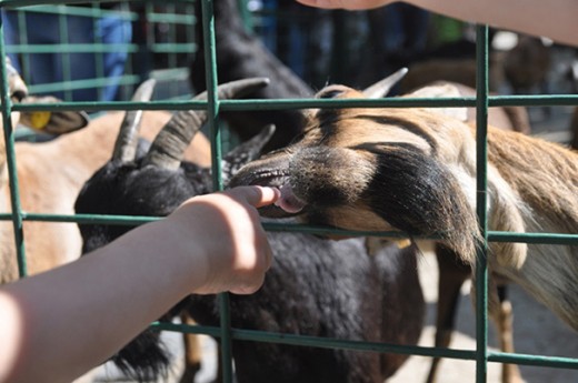 Nibble nibble, nibble!